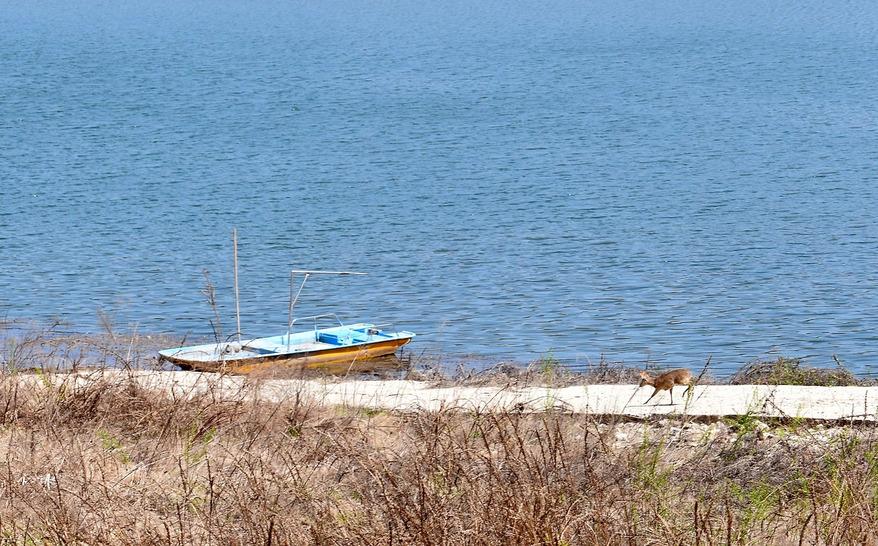 사진10-고종환 제공-도착지점에 이르렀을 때 순간 포착한 노루.JPG
