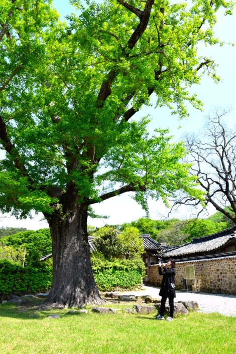 사진18-고종환 제공- 녹우당을 돌아보지 못한 건 못내 아쉽지만, 그만큼 더 찬찬히 은행나무를 바라보는 시간이 되었다..JPG