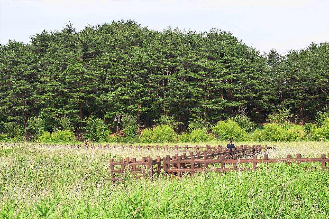 사진7-갈대숲과 어우러진 데크길.선선한 바람 따라 걷기 좋다.-고종환 제공..JPG