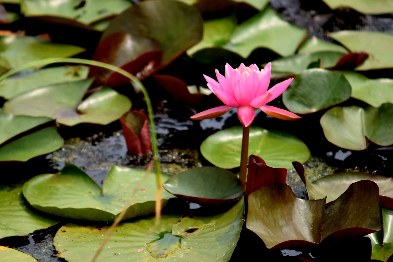 사진14-수줍게 피어난 수련! 오후 2시가 되면 잠자러 들어가니 늦지 말 것.-고종환 제공.JPG