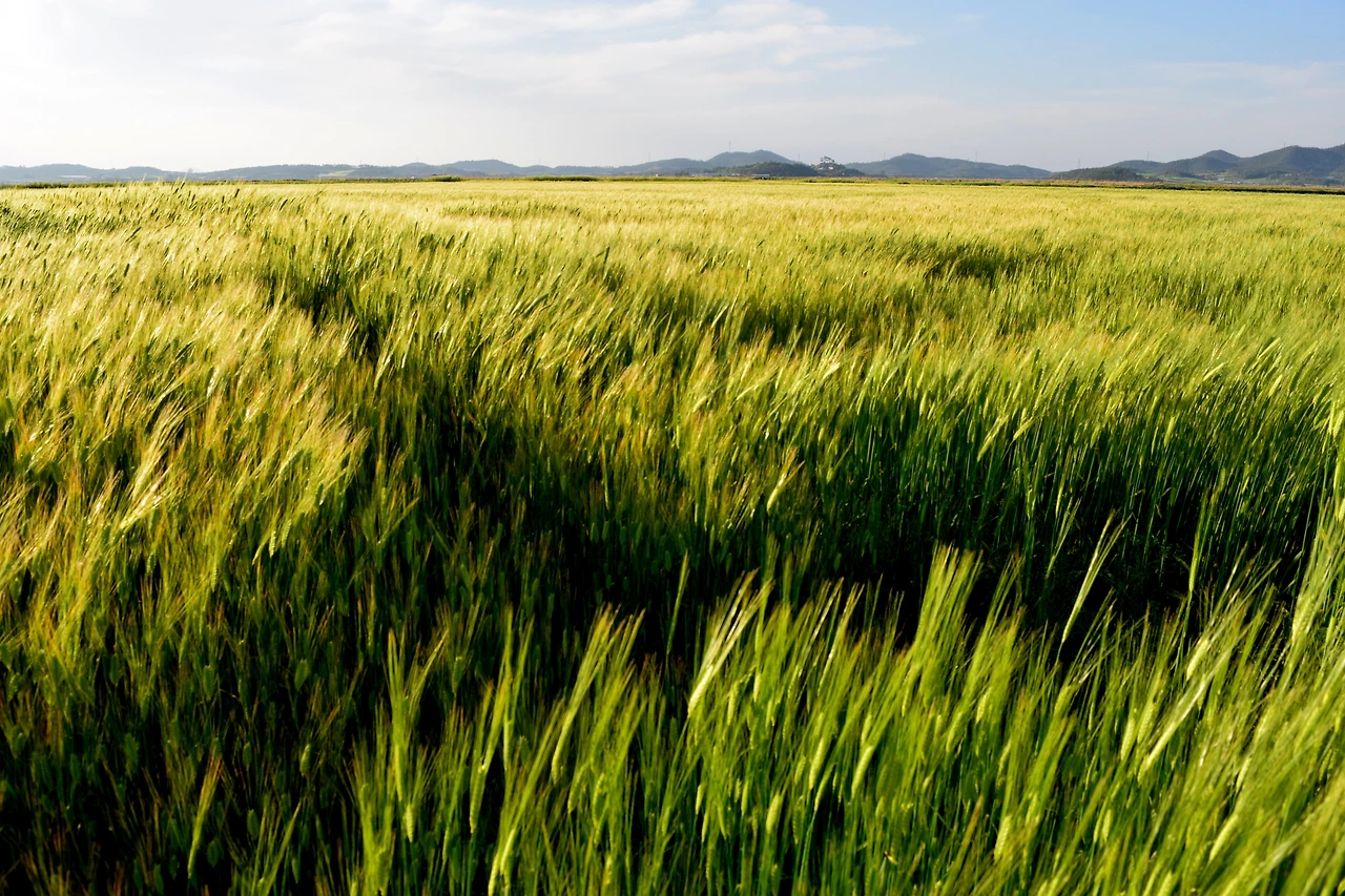 사진5-고종환 제공-순탄치 않았던 여정의 고단함을 씻겨주던 청보리밭 풍경.JPG