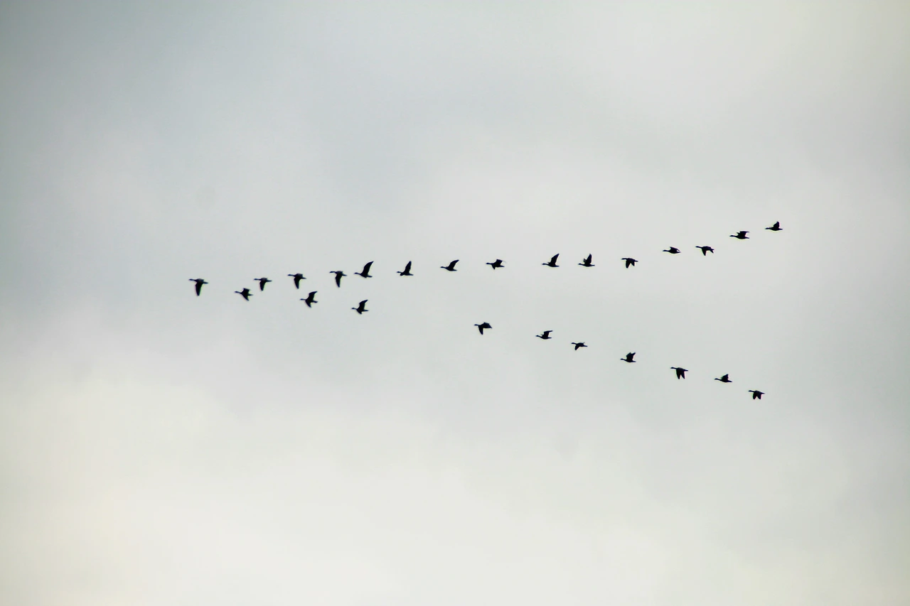 사진9-고종환 제공-하늘을 나는 새떼들 순간포착!.JPG