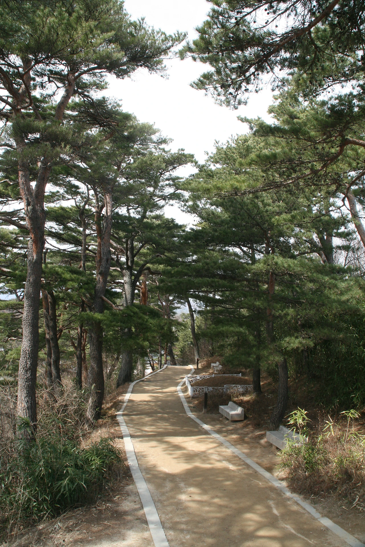 사진6-자신을 꼿꼿이 세우고 살아야 함을 몸소 보여주는 듯한 소나무.JPG