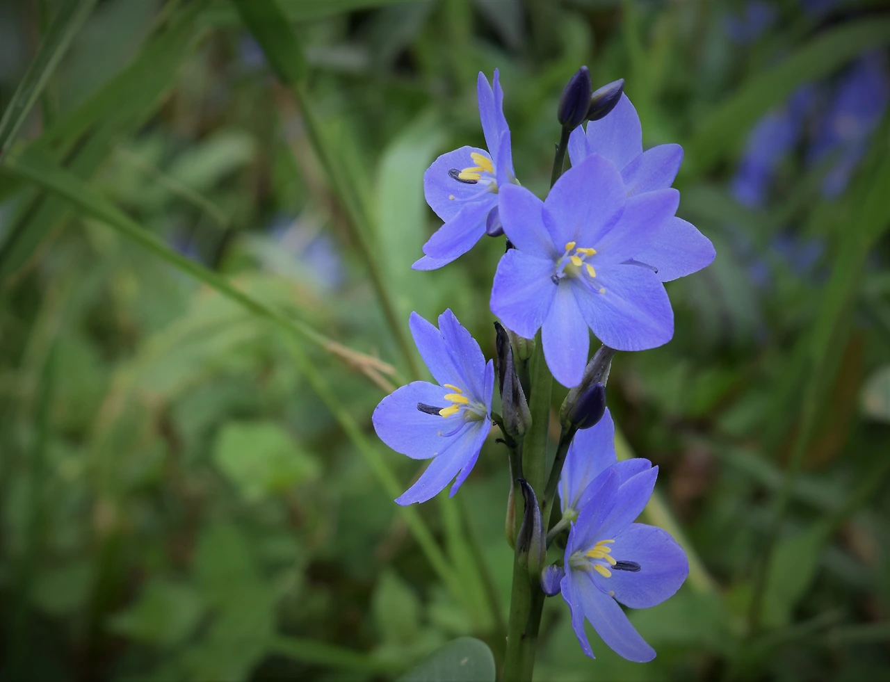 사진5-곳곳에 핀 물옥잠.-고종환 제공..JPG
