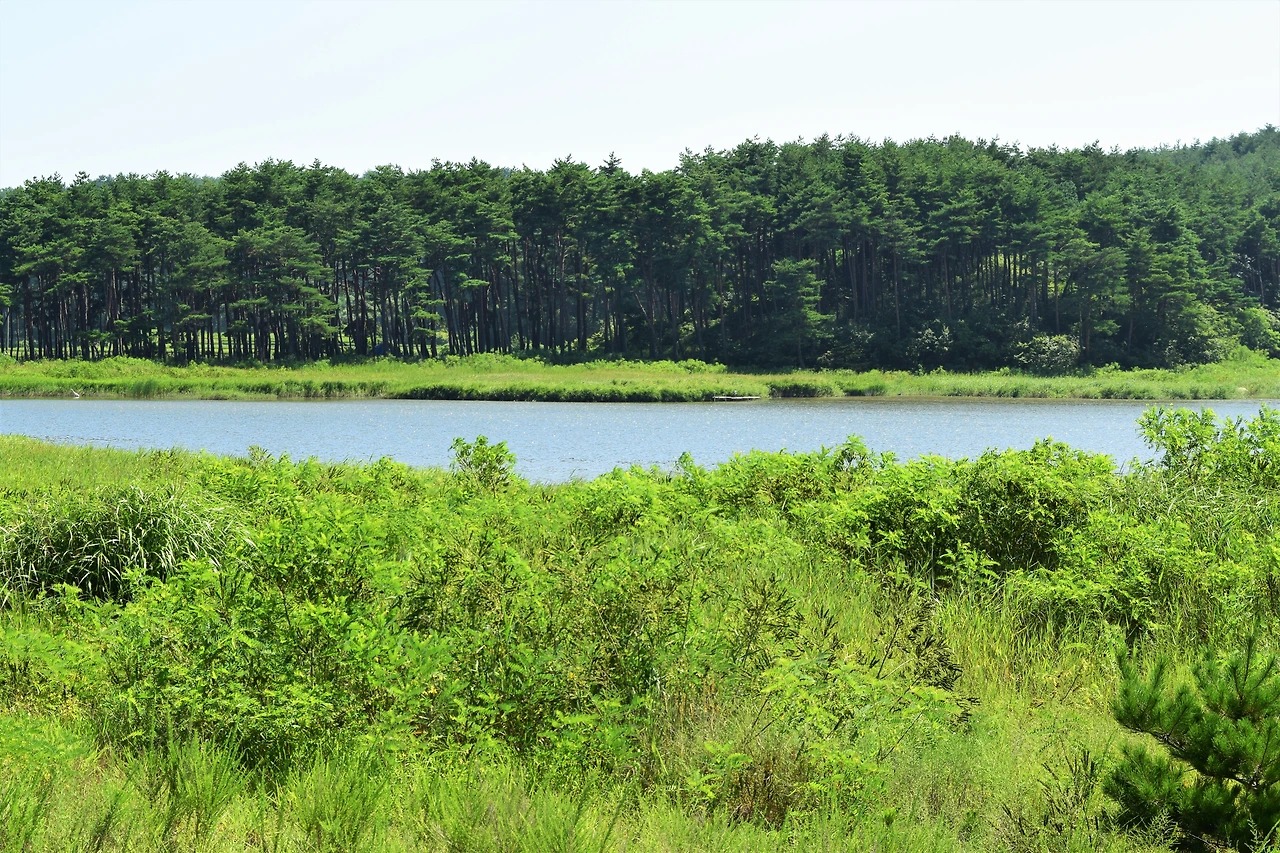 사진14-백로와 왜가리가 자유로이 놀 수 있는 건강한 석호로 거듭나길 기대해본다.-고종환 제공..JPG