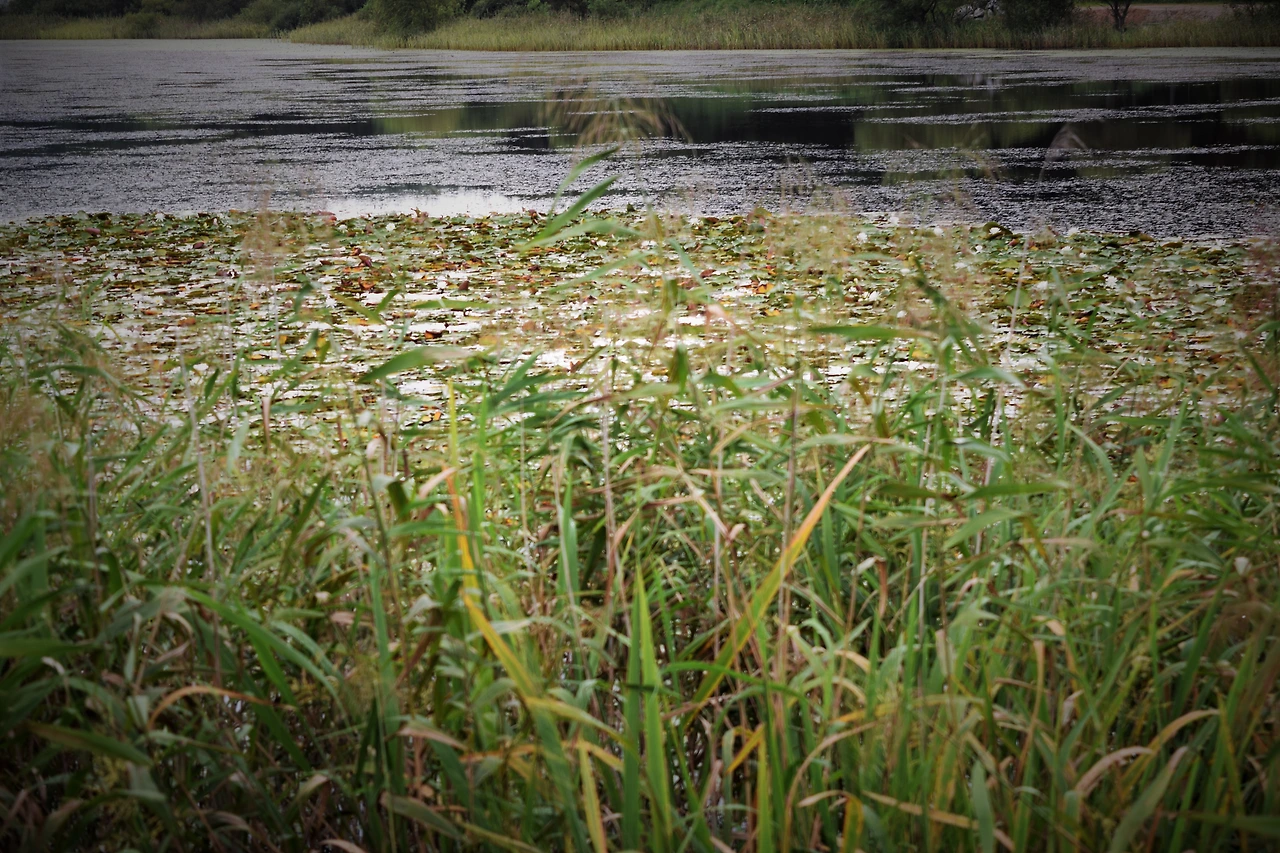 사진9-보전 가치가 높은 천진호를 건강하게 지켜야 할 때다.-고종환 제공..JPG