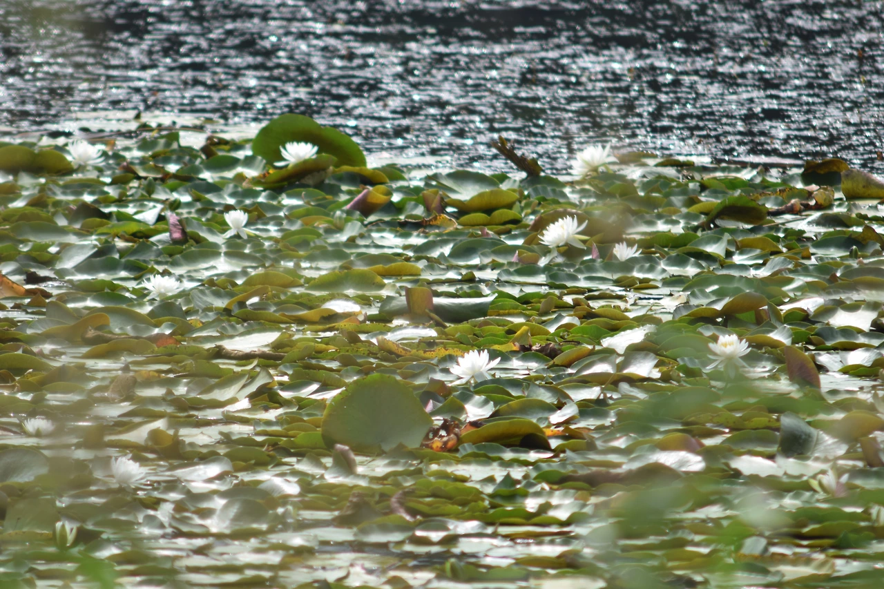 사진8-유역면적 0.26㎢의 천진호. 고성군 토성면 천진리, 봉포리에 자리한 석호다.수련이 수줍게 피어나 있다.-고종환 제공..JPG