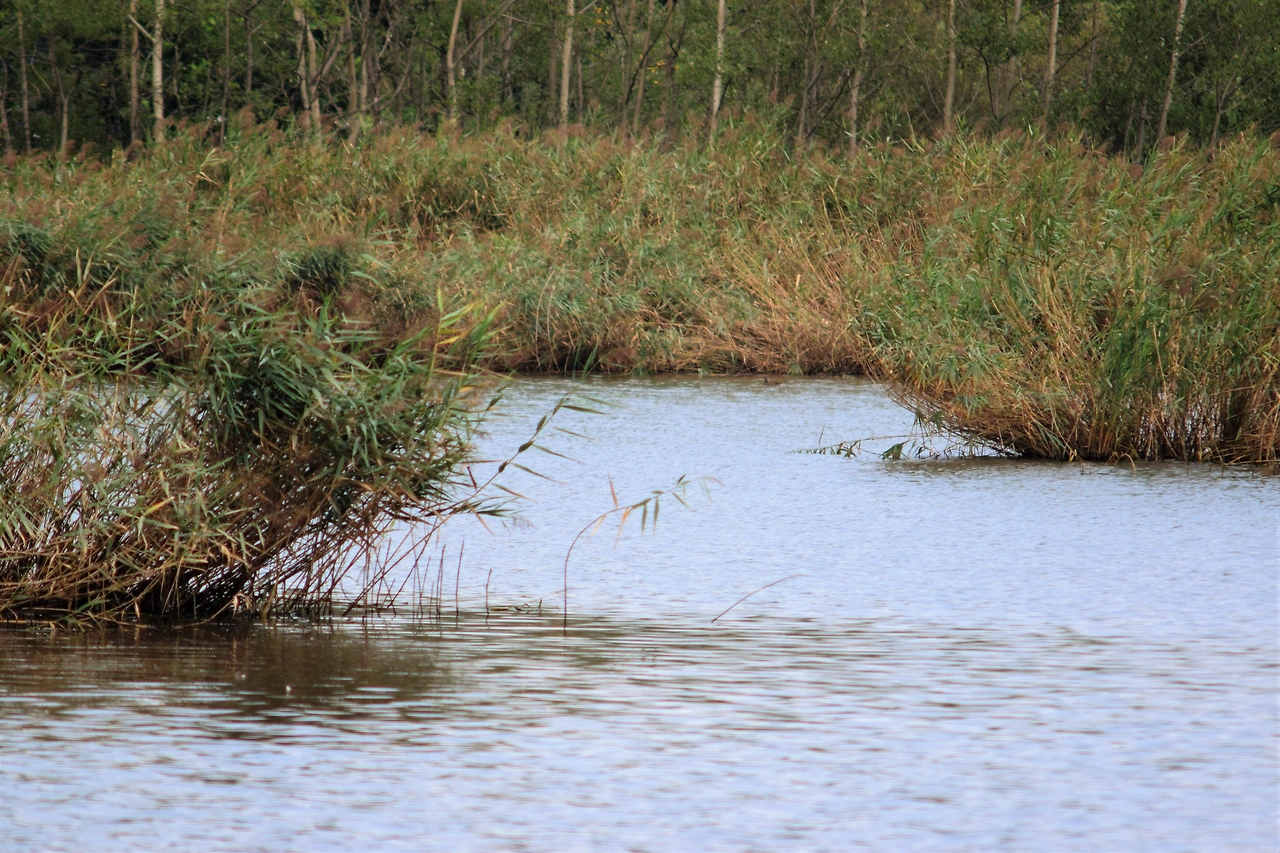 사진10-광포호는 호소 면적의 67%가 감소되었다. 육화가 가장 많이 진행된 석호다. 현재도 빠르게 육화가 진행되고 있어 안타까움이 크다. -고종환 제공..JPG