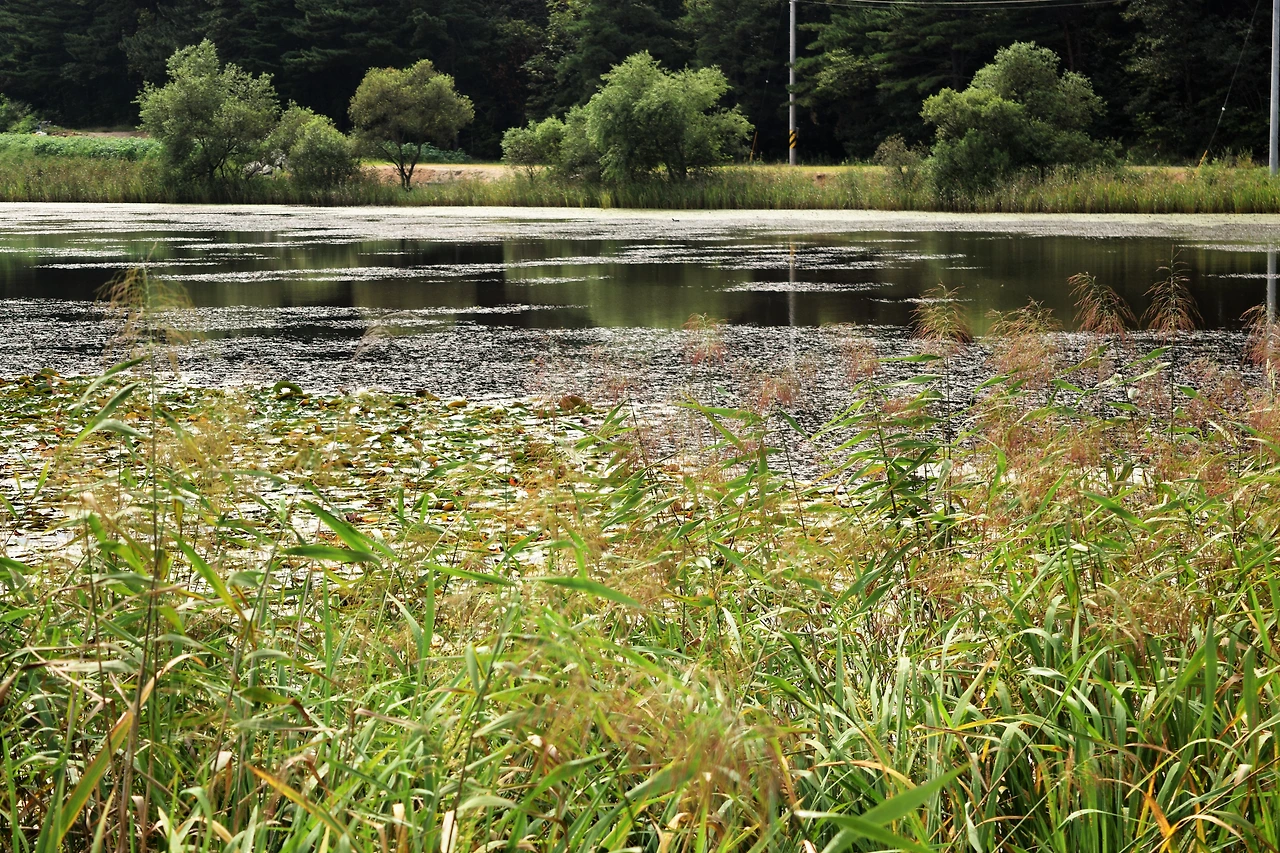 사진1-다양한 수생식물이 어우러진 천진호. 수생태계의 보고다.-고종환 제공..JPG
