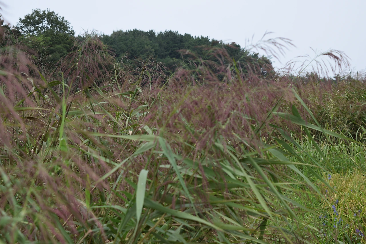 추가컷-선유담 갈대습지.JPG