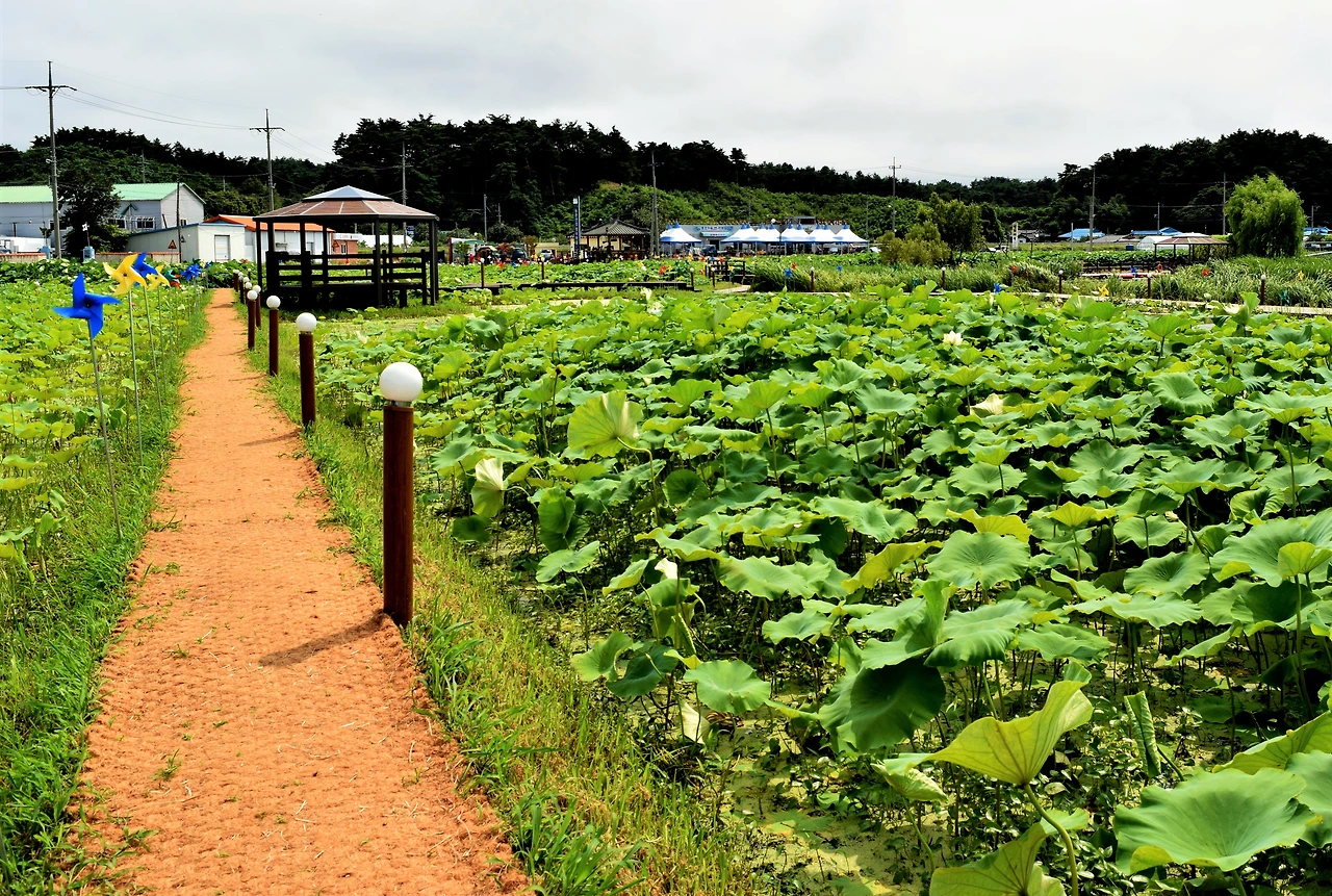사진2- 풍호마을 연꽃단지. 날씨가 도와주지 않아 늑장을 부리는 연꽃. 축제 시작이 작년보다 5일 늦다.-고종환 제공.JPG