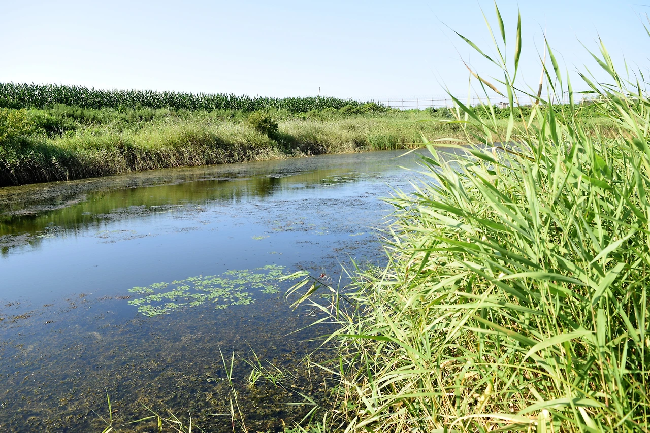 사진14-예전엔 가평리 습지에 붕어, 가물치도 많이 살았다고 한다.-고종환 제공.JPG