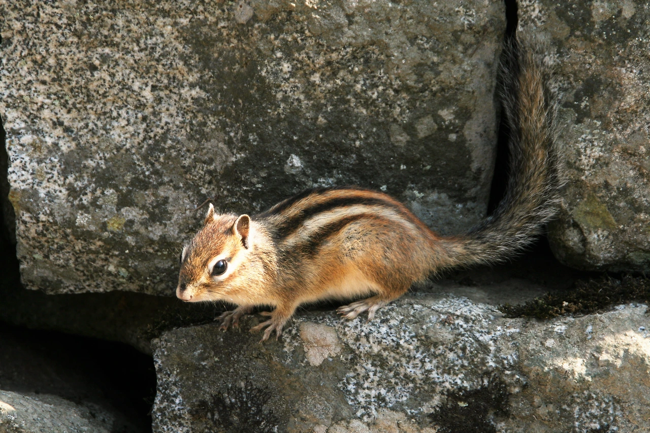 사진8-고종환 제공-찰칵! 돌틈에서 나와 포즈를 취하는 다람쥐.JPG