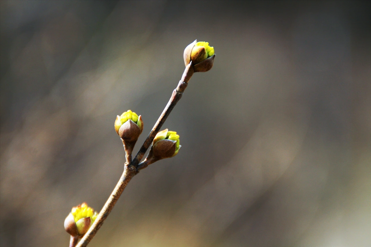 사진3-고종환 제공-봄소식을 알릴 준비를 하는 산수유 꽃망울.JPG