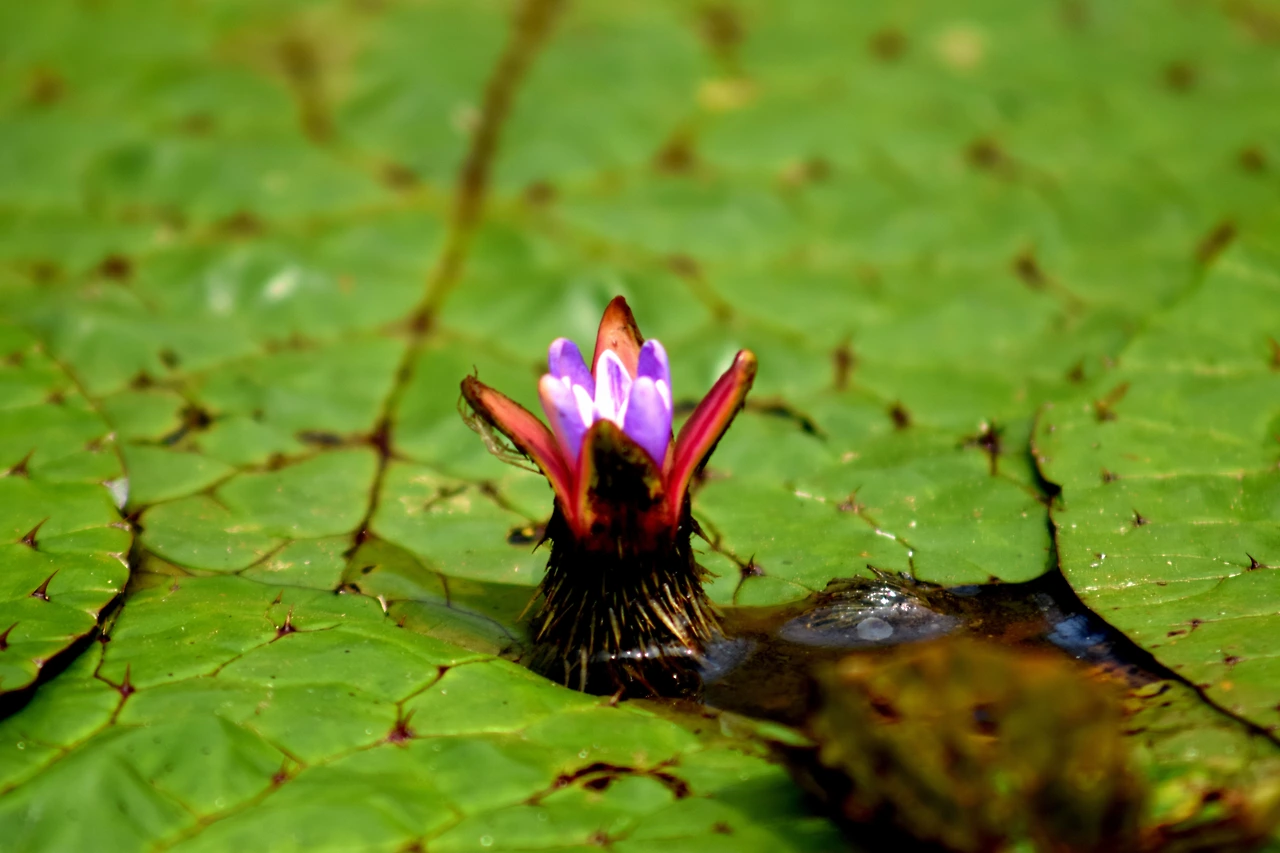 사진6-수심, 수온, 일조량. 그 어느 것 하나라도 맞지 않으면 피지 않는 매우 예민한 식물인 가시연.-고종환 제공..JPG