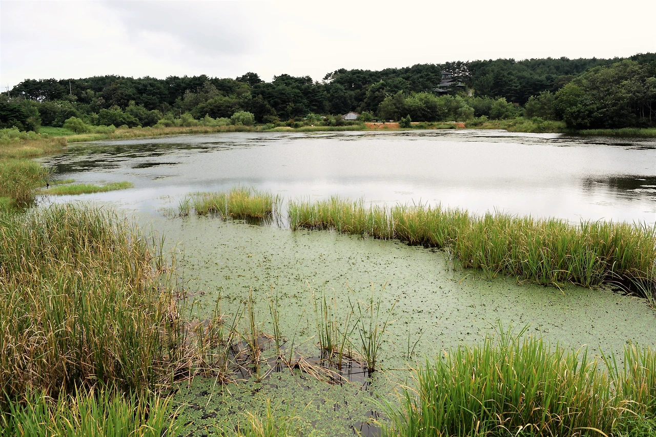 사진2-옛날 이 호수에 봉황새 같은 큰 새가 날아들었다는데서 이름 지어진 봉포호. 하지만 지금은 그러한 풍경을 보긴 어렵다. -고종환 제공..JPG