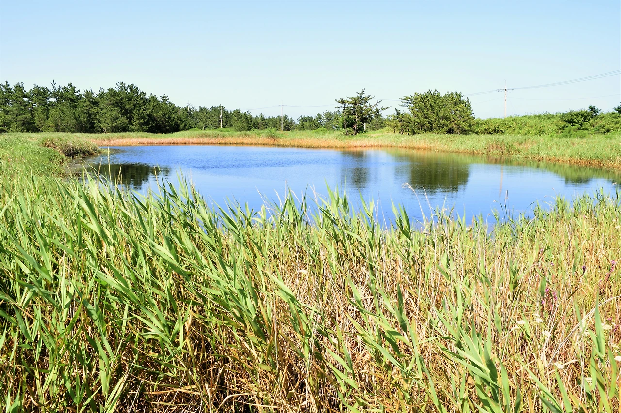 사진5-한때는 붕어 낚시를 하러 사람들이 찾았던 염개호. 지금은 발길이 뚝 끊긴 지 오래다. 육지화가 빠르게 진행되고 있다.-고종환 제공..JPG