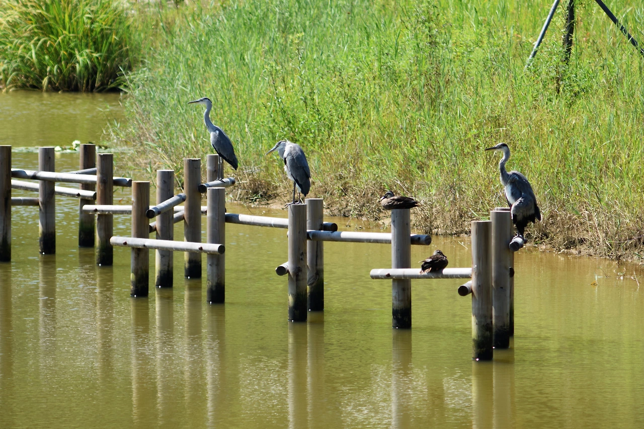 사진9-영랑호 습지 생태공원. 왜가리와 오리들이 횟대에서 휴식을 취하고 있다.-고종환 제공..JPG