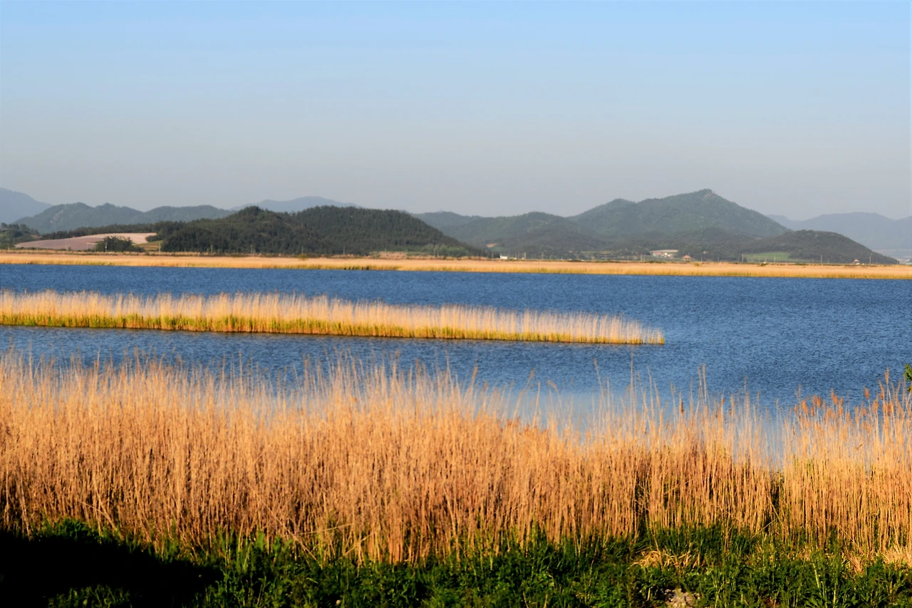 사진2-고종환 제공-영화 서편제,청풍명월 속 갈대밭이 바로 이곳 고천암호다.호수의 둘레는 약 22km..JPG