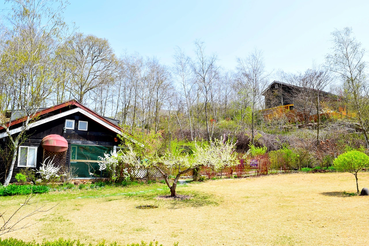 사진11-고종환 제공-동화 속 풍경을 실감케 하는 미술관 자작나무 숲.JPG