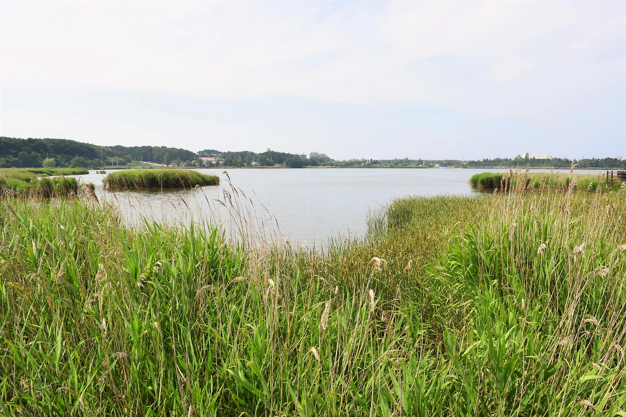 사진1-천년 묵은 향나무를 매향한 전설이 깃들어 있는 향호. 오랜만에 다시 찾다.-고종환 제공..JPG