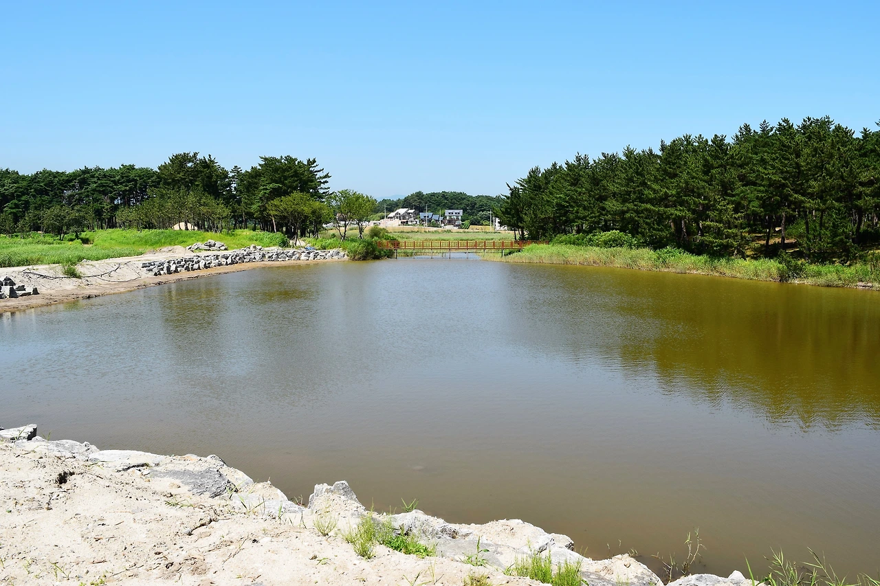 사진7-경포호에 비해 잘 알려지지 않았던 순포호. 이곳은 거의 묵논으로 방치 돼 있었다고 한다.-고종환 제공..JPG