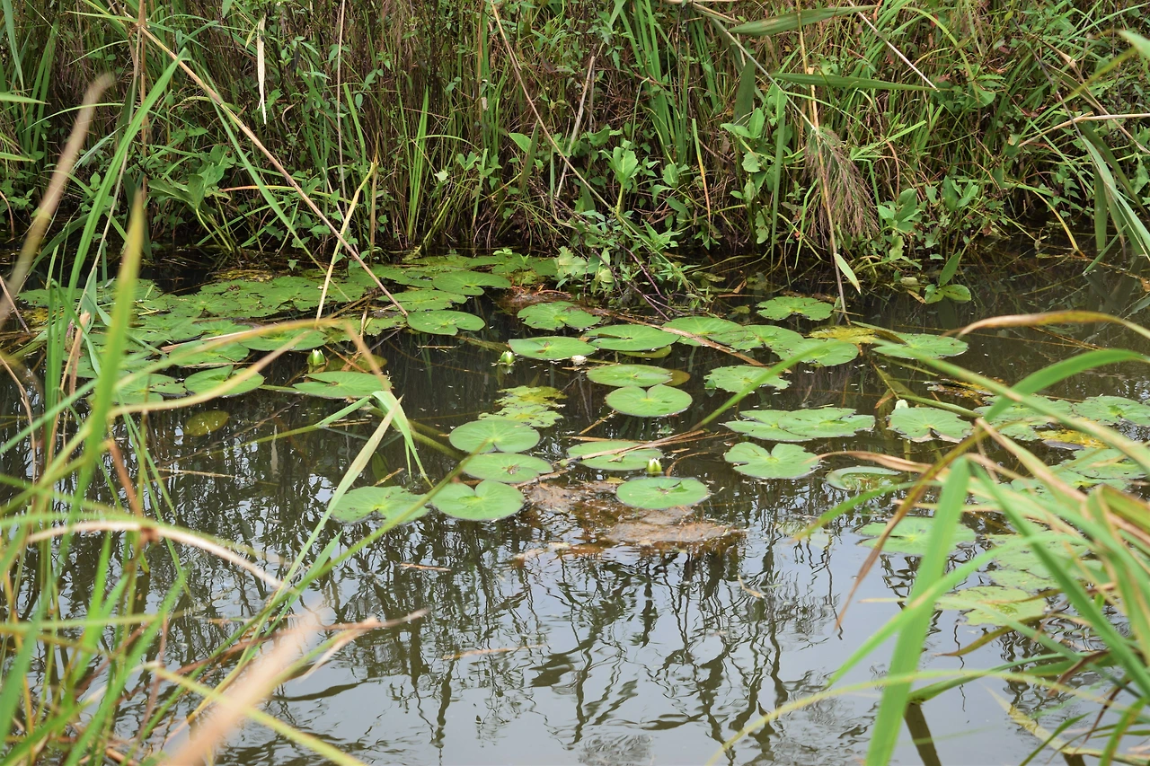사진6-갈대 습지 사이로 수련잎을 발견했다.-고종환 제공..JPG