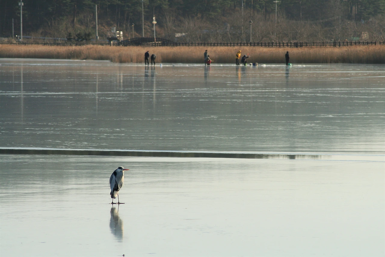 사진4-지난 겨울. 꽝꽝 언 호수 위에서 낚시하는 사람들. 그리고 외로이 서 있는 새 한 마리.-고종환 제공..JPG