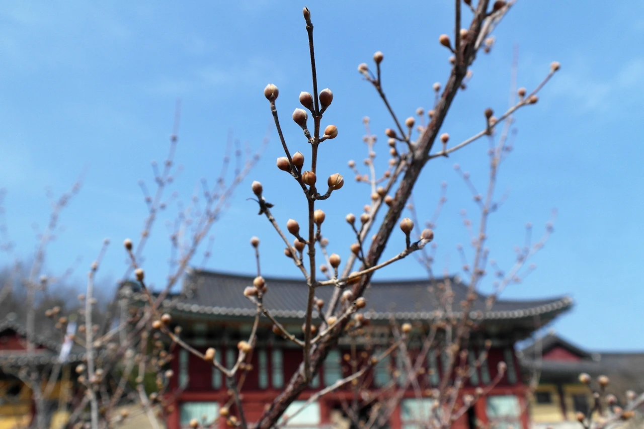 추가컷-봄소식을 전하는 산수유 꽃망울.JPG