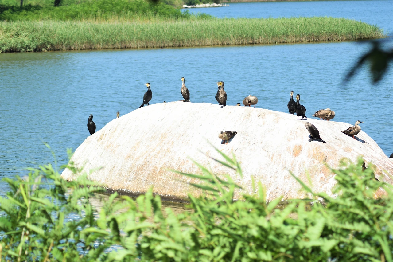 사진4-바위에서 휴식을 취하고 있는 철새들.-고종환 제공..JPG