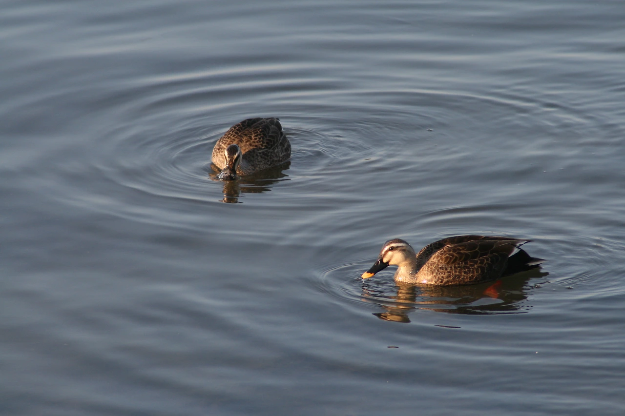 사진3-고종환-서로의 곁을 지켜주는 듯한 철새들.JPG