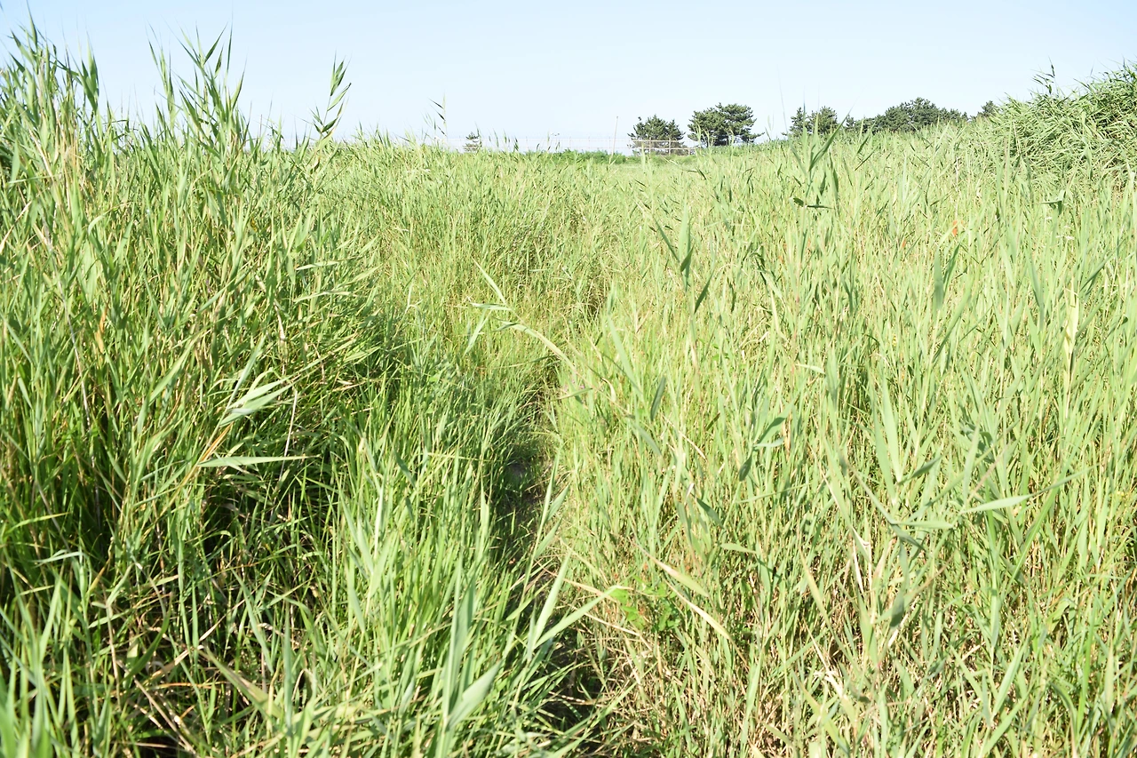 사진13-잡풀만 무성한 가평리 습지-고종환 제공.JPG