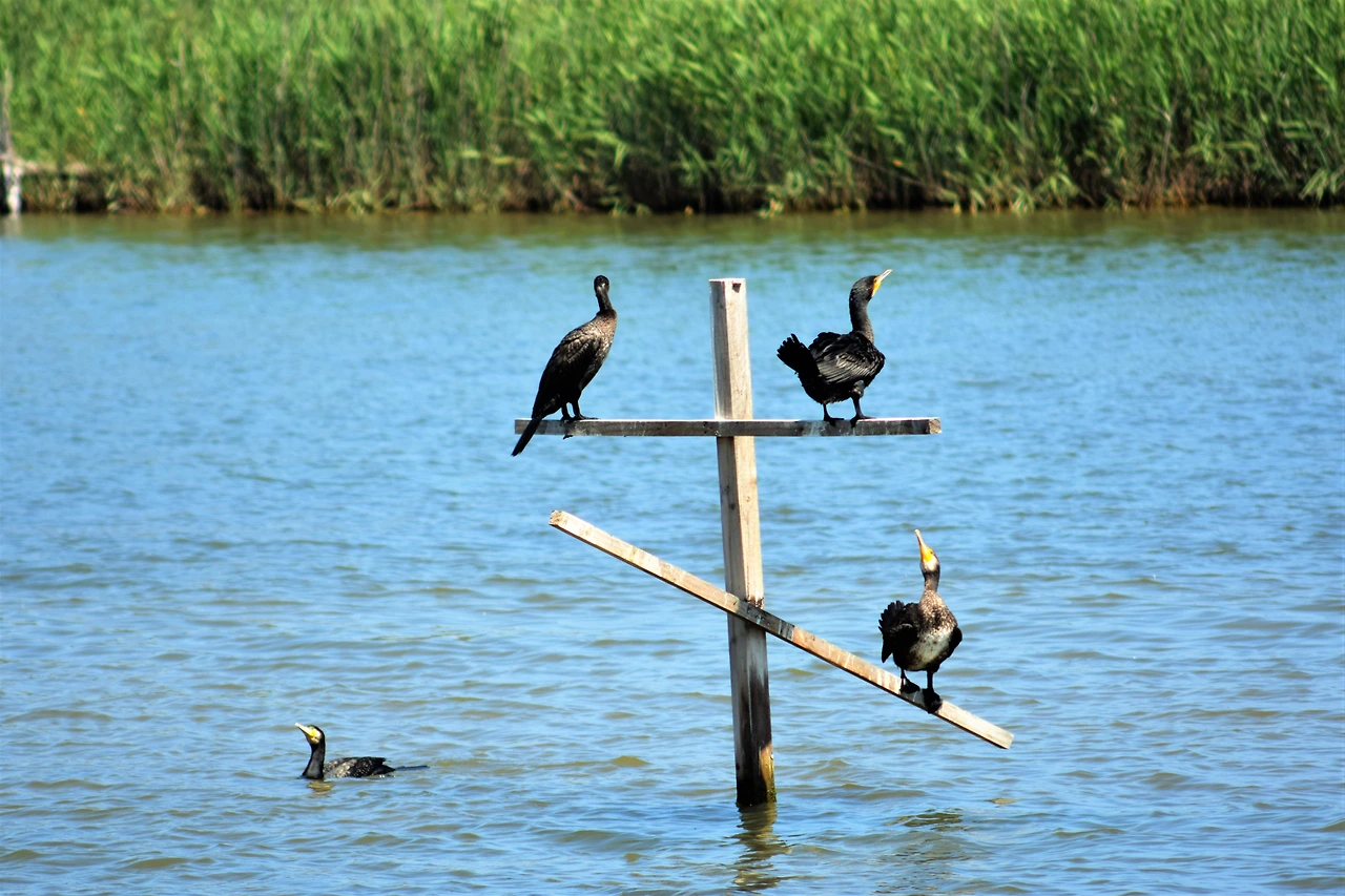 사진7-횃대에서 휴식을 취하고 있는 새들.-고종환 제공..JPG