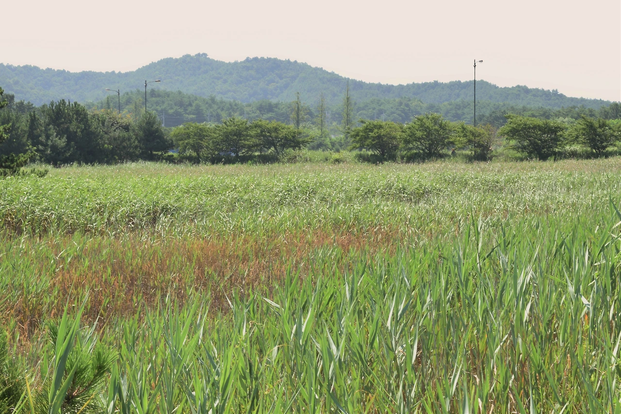 사진4-강원도 양양군 현북면 중광정리에 자리한 군개호. 갈대를 보고 과거 석호가 있었던 자리를 알 수 있는 상태다.-고종환 제공..JPG