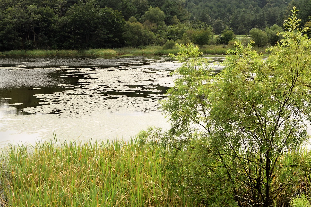 사진7-천적인 가물치를 방류한 이후 블루길 치어와 황소개구리 올챙이 개체 수가 점차 줄어들고 있다. 하지만 호수가 건강을 되찾기까지는 오랜 시간이 걸릴 것으로 보인다. 지속적인 노력이 필요하다.-고종환 제공..JPG