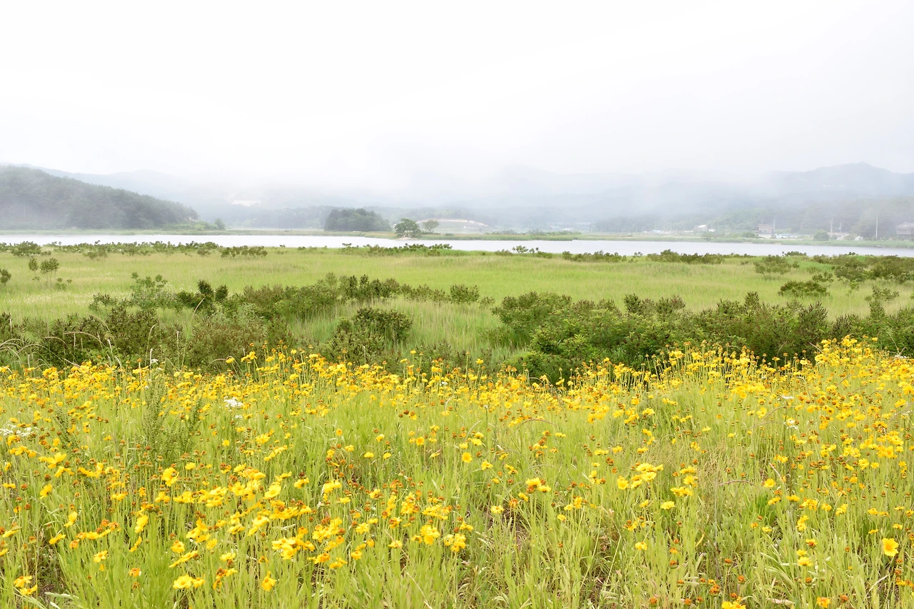 사진7-고종환 제공-매호는 양양군 현남면 포매리 ·광진리 · 남애3리에 위치한 석호다..JPG