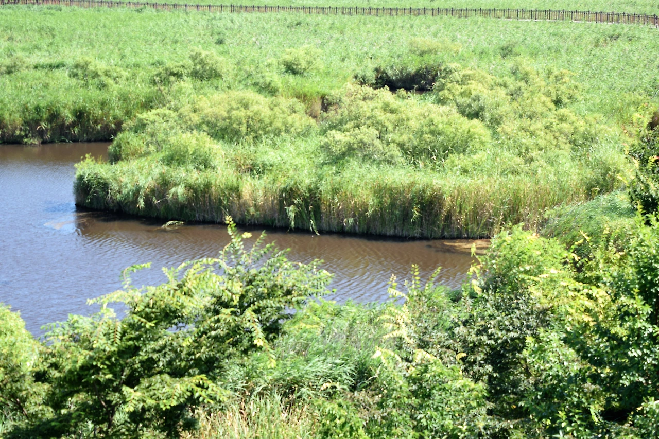 사진10-호수 가운데 떨어져나온 갈대 군락지가 움직이는 섬이다.-고종환 제공.JPG
