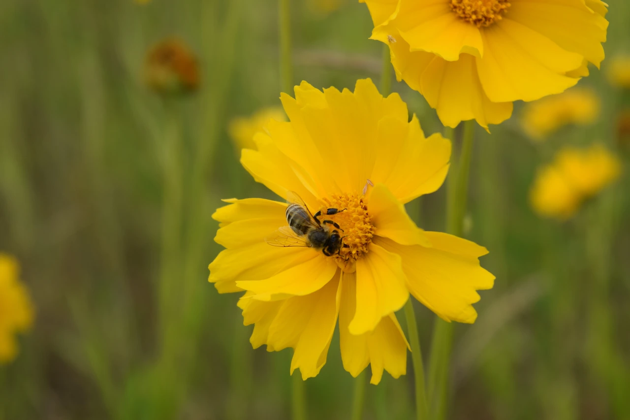 사진8-고종환 제공-상쾌한 기분이라는 꽃말을 갖고 있는 금계국..JPG
