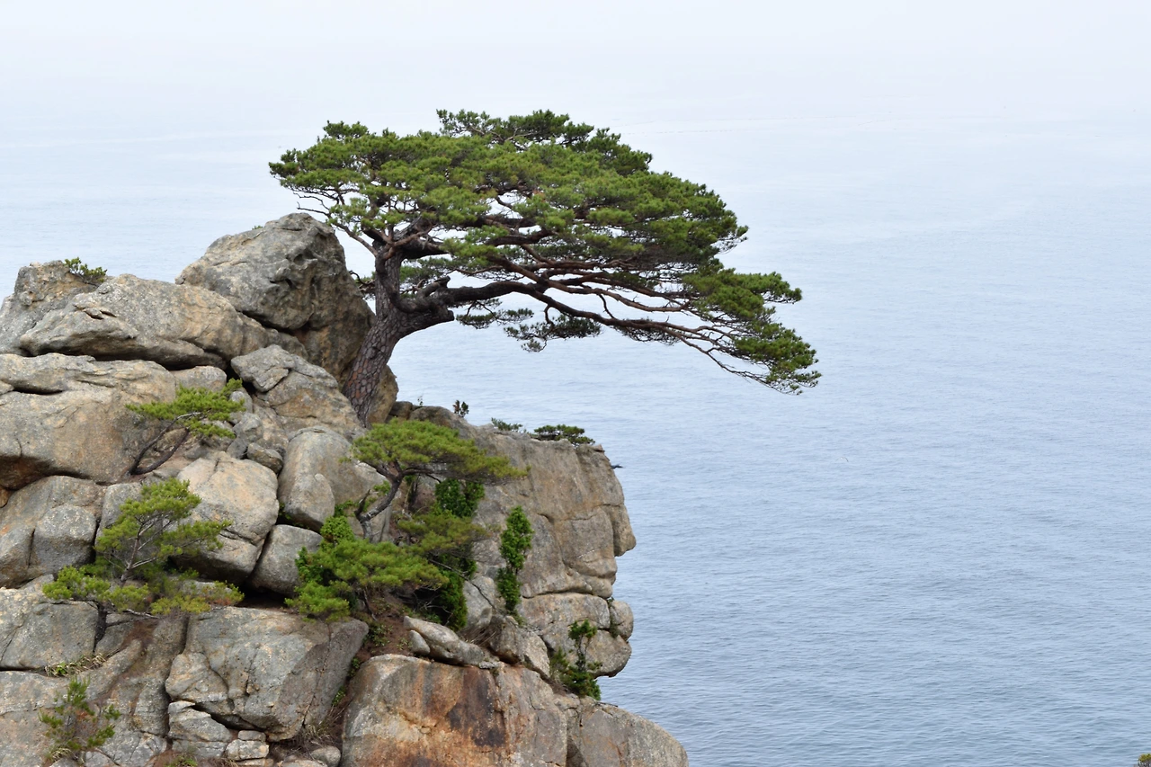 사진4-고종환 제공-200년이 넘는 세월동안 바닷바람을 꿋꿋이 견뎌낸 소나무는 이곳을 찾는 이들의 마음에 깊이 새겨진다..JPG