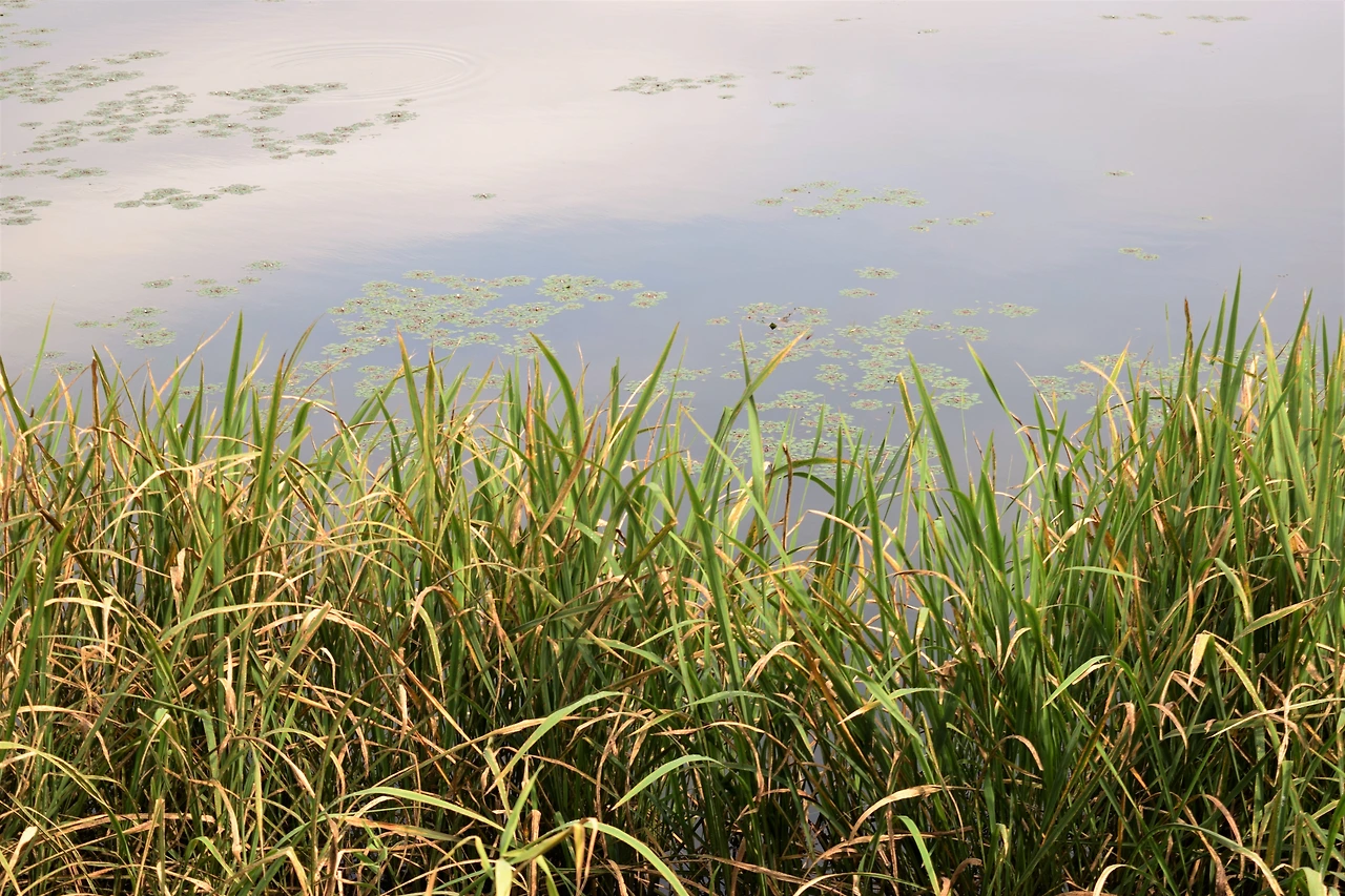 사진3-유역면적 0.18㎢의 봉포호. 잔잔한 호수 속 아래는 외래종 때문에 하루하루 전쟁이다.-고종환 제공..JPG