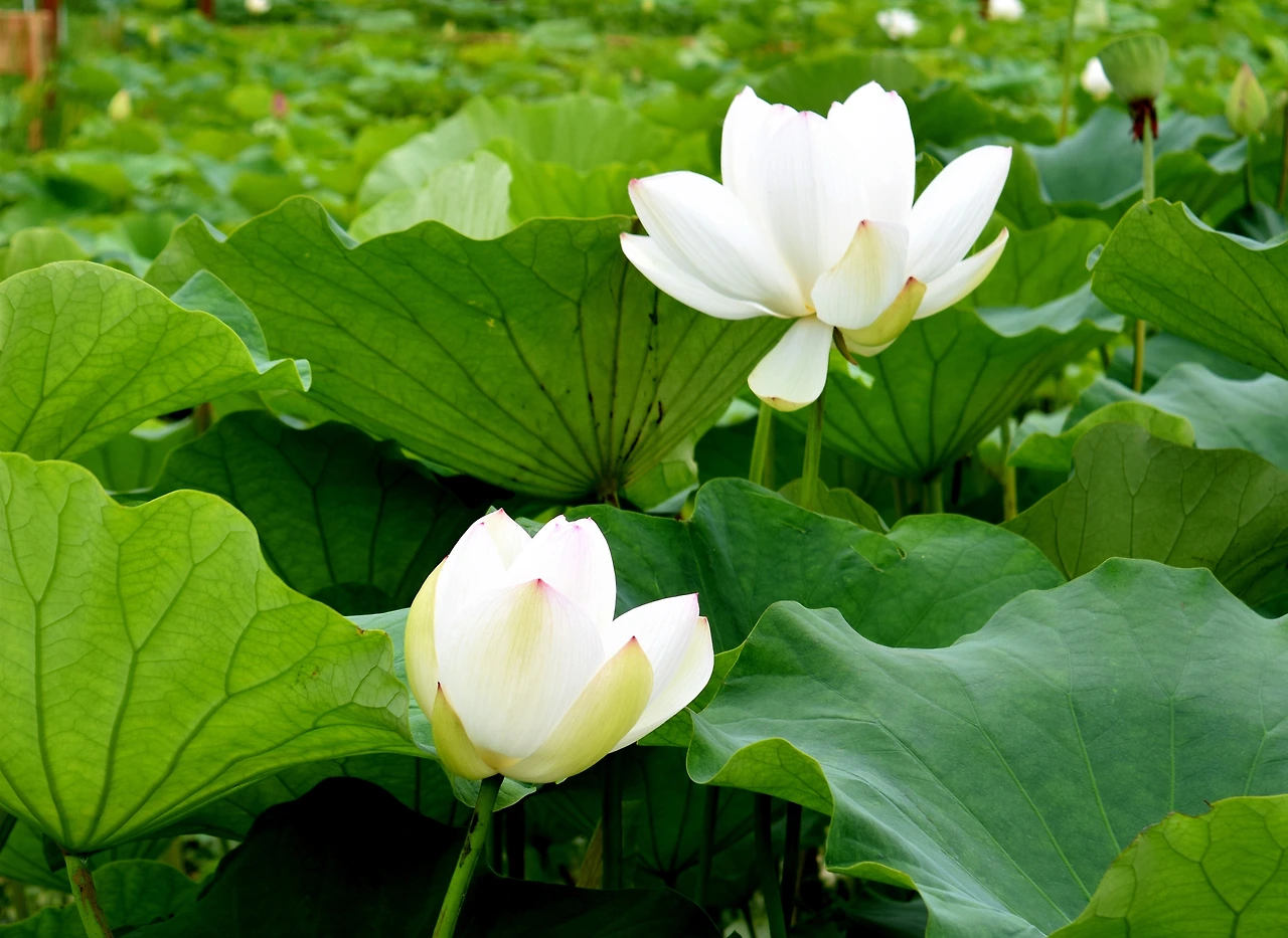 썸네일 후보2.JPG