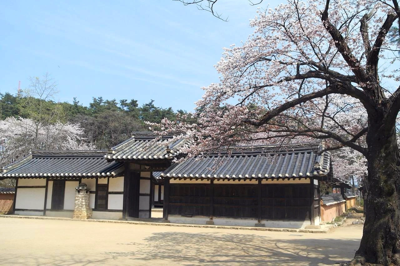 사진14-벚꽃 핀 허난설헌 생가. 필자가 좋아하는 벤치에 앉아 봄을 느꼈다..JPG