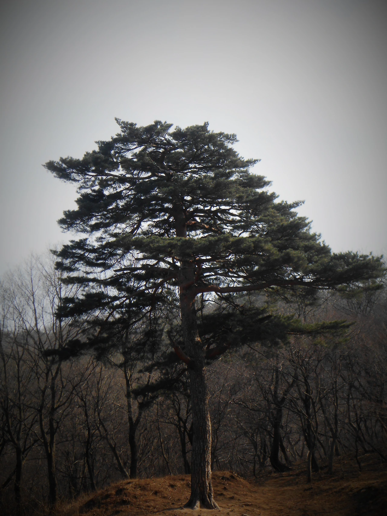 사진11-자신의 자리를 꿋꿋이 지키는 소나무를 닮고 싶다..JPG