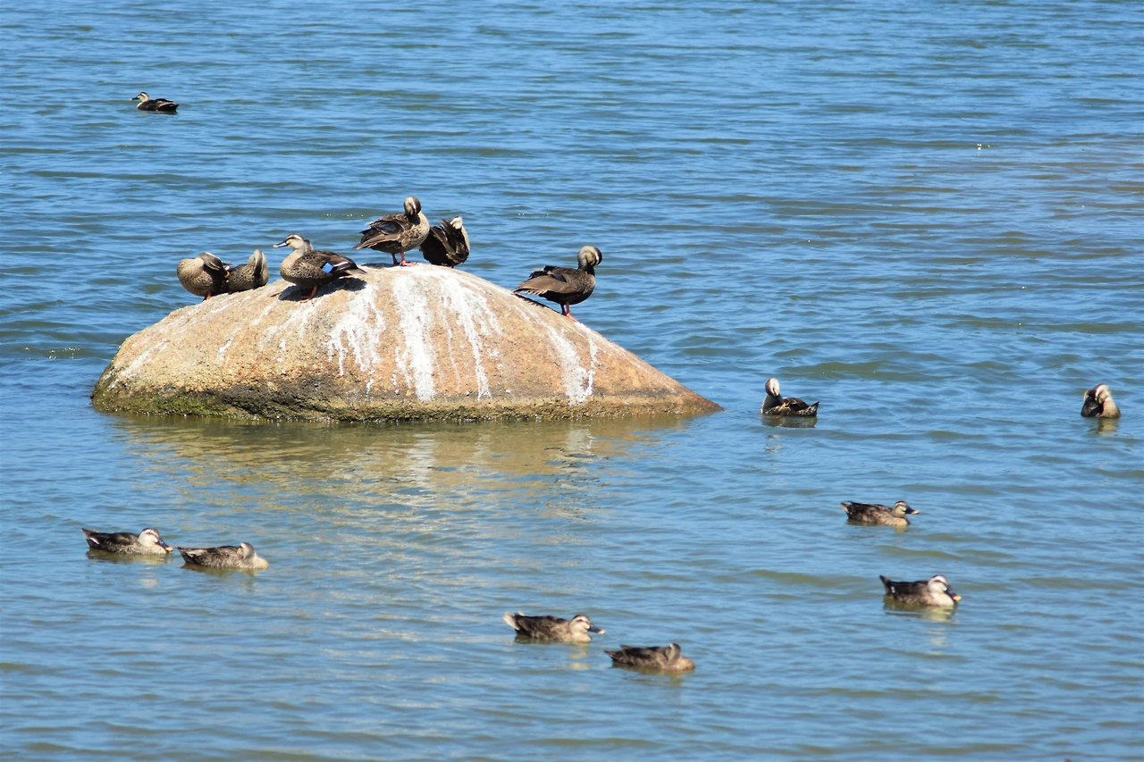 사진2-무더위를 이겨내고 있는 흰뺨검둥오리들. -고종환 제공..JPG