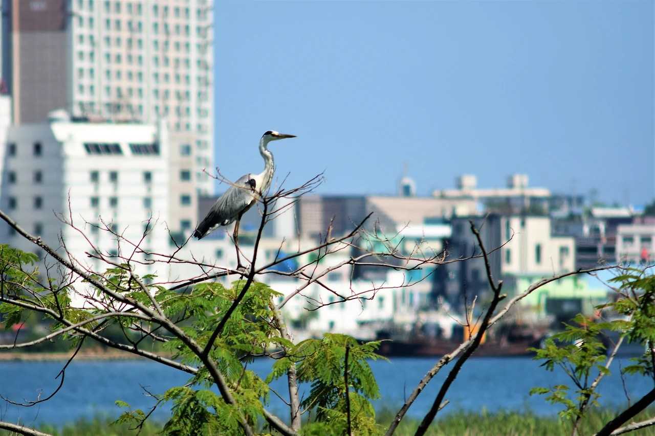 사진10-새들이 오래오래 이곳을 찾아와 편히 쉬어갔으면 좋겠다.-고종환 제공..JPG