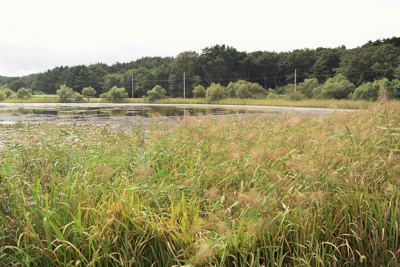 사진7-다양한 수생식물이 서식하는 천진호. 담수화 된 석호의 육화 과정을 확인할 수 있는 교과서적인 석호라 할 수 있다. -고종환 제공..JPG