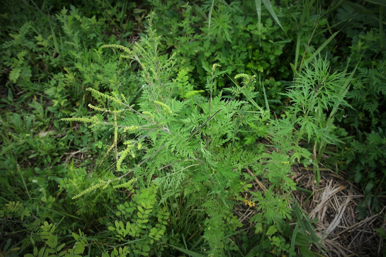 사진9-단풍잎돼지풀은 7~9월에 걸쳐 꽃이 피는데 한 그루에서 무려 5,000개 정도의 씨가 생산된다고 한다.-고종환 제공..JPG