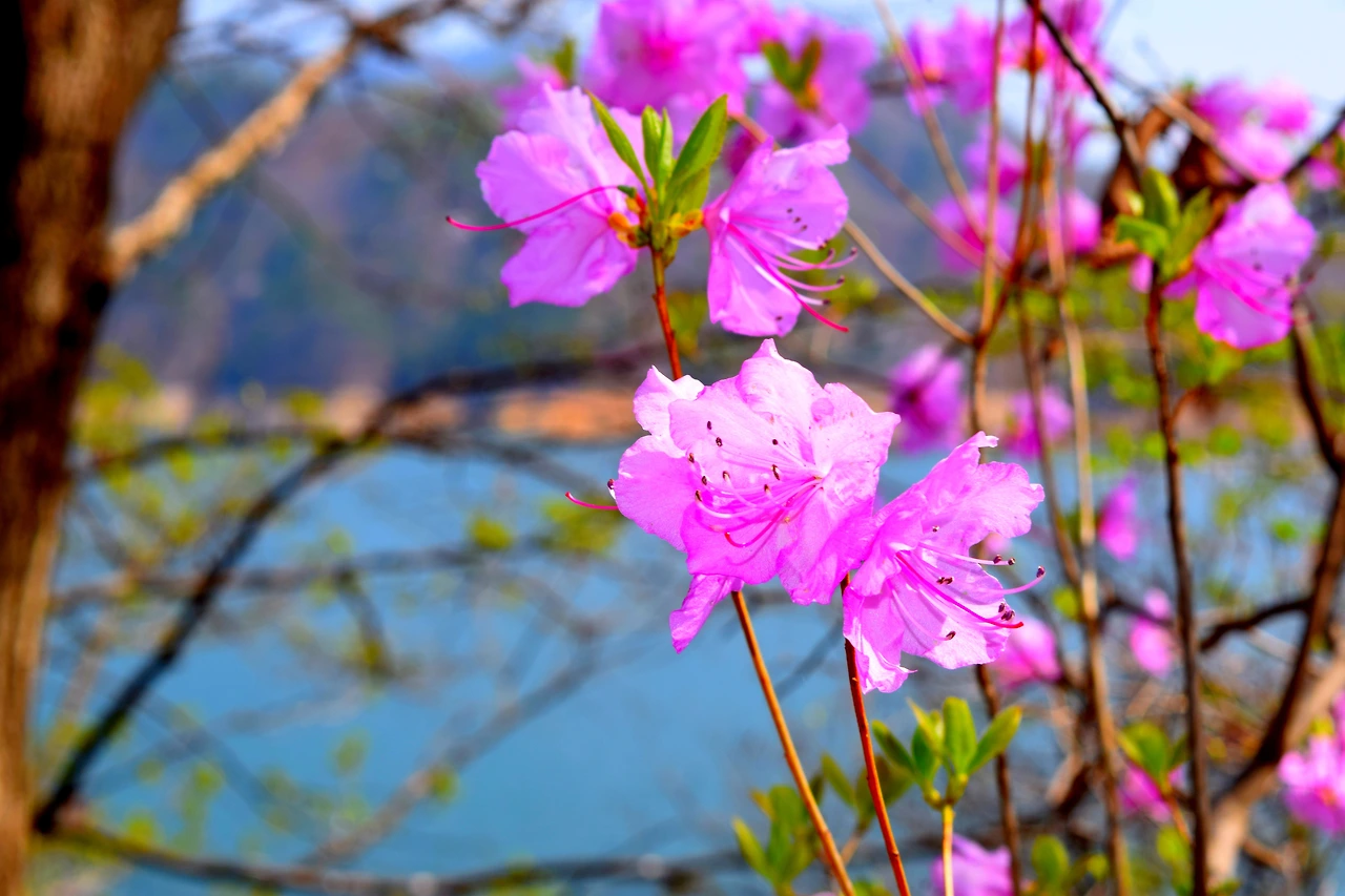 사진7-고종환 제공-활짝 핀 봄꽃처럼 마음도 활짝 필 수 있는 세상이 되길 소망해본다..JPG