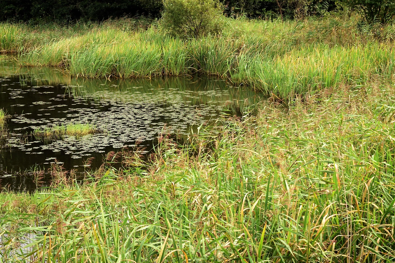 사진6-봉포호는 급격한 주변 환경변화로 해수유입이 차단되어 기수호의 특성이 사라졌다고 한다. 갈대 습지로 육화 정도가 심하다.-고종환 제공..JPG