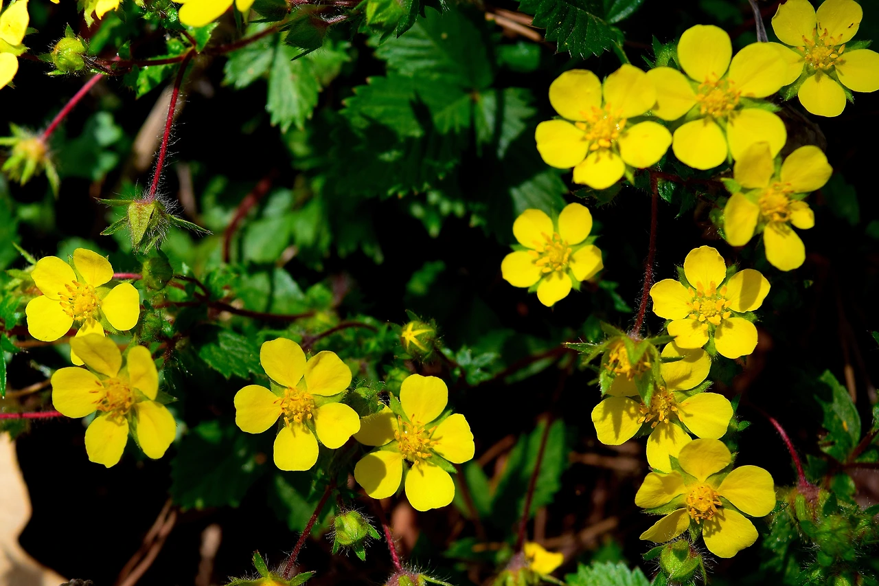 사진8-고종환 제공-활짝 핀 봄꽃처럼 마음도 활짝 필 수 있는 세상이 되길 소망해본다..JPG